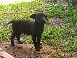 Cachorro raça Não identificada idade 2 a 6 meses nome Sem nome