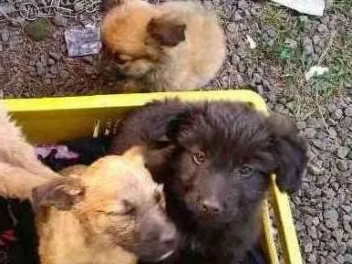 Cachorro raça Não identificada idade 2 a 6 meses nome Sem nome