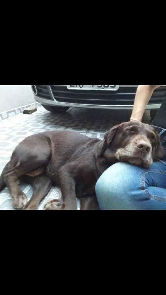 Cachorro ra a Labrador idade 6 ou mais anos nome Luna