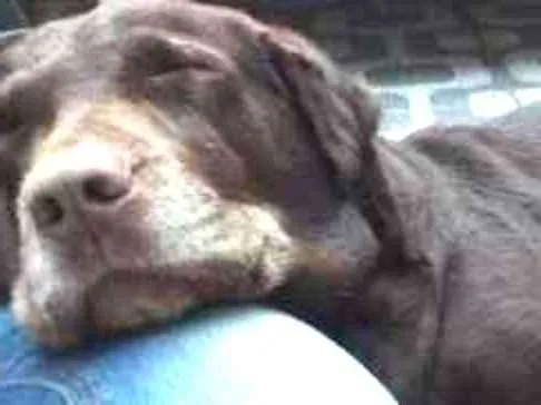 Cachorro ra a Labrador idade 6 ou mais anos nome Luna