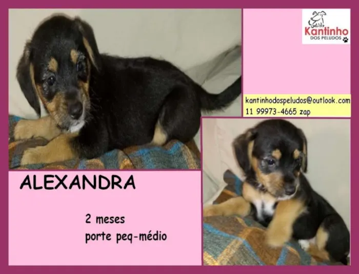 Cachorro ra a  idade 2 a 6 meses nome Alexandra Bebezinha