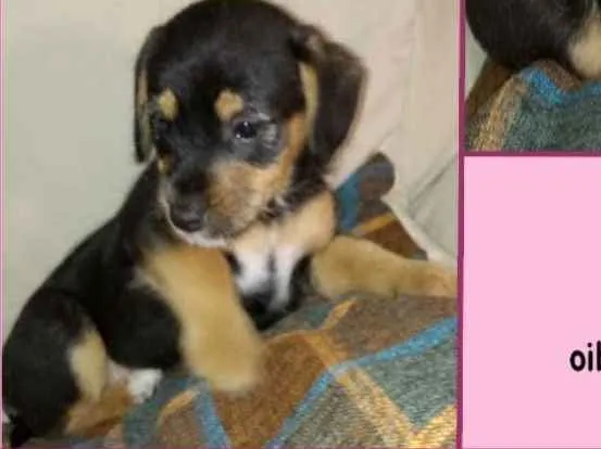 Cachorro ra a  idade 2 a 6 meses nome Alexandra Bebezinha