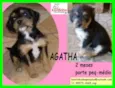 Ágatha Bebezinha