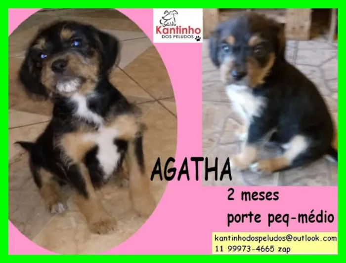 Cachorro ra a  idade 2 a 6 meses nome Ágatha Bebezinha