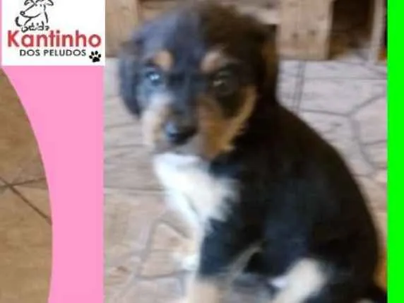 Cachorro ra a  idade 2 a 6 meses nome Ágatha Bebezinha