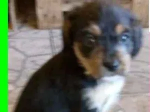 Cachorro raça  idade 2 a 6 meses nome Ágatha Bebezinha