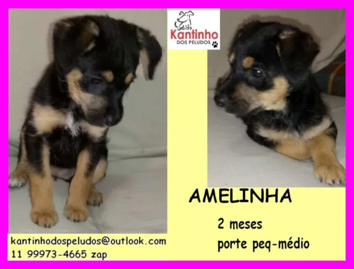 Cachorro ra a  idade 2 a 6 meses nome Amelinha Bebezinha