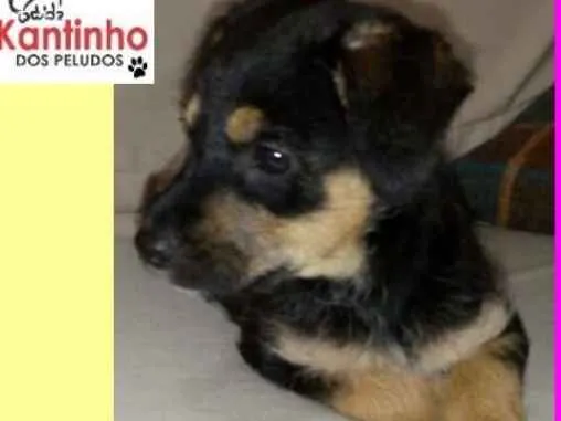 Cachorro ra a  idade 2 a 6 meses nome Amelinha Bebezinha
