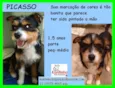 Picasso Pequeno