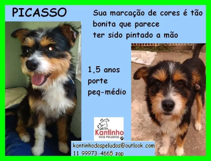 Cachorro ra a  idade 1 ano nome Picasso Pequeno