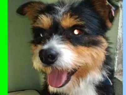 Cachorro ra a  idade 1 ano nome Picasso Pequeno