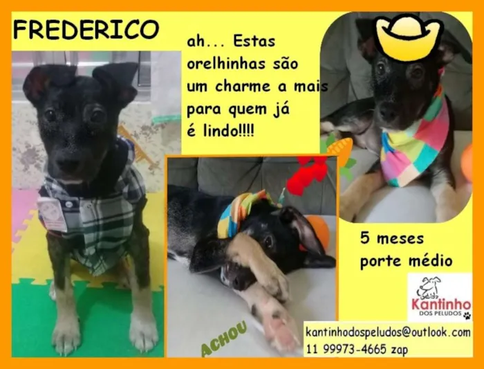 Cachorro ra a  idade 2 a 6 meses nome Frederico Filhote