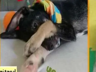 Cachorro ra a  idade 2 a 6 meses nome Frederico Filhote