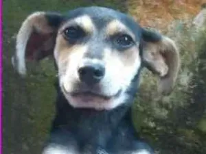 Cachorro raça  idade 2 a 6 meses nome Rosita Bebezinha