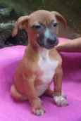 LADY BEBEZINHA
