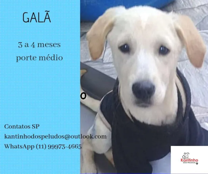 Cachorro ra a  idade 2 a 6 meses nome Galã Filhote