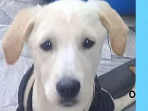 Cachorro raça  idade 2 a 6 meses nome Galã Filhote