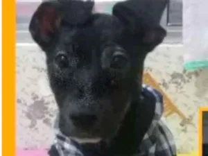 Cachorro raça  idade 2 a 6 meses nome Frederico Filhote