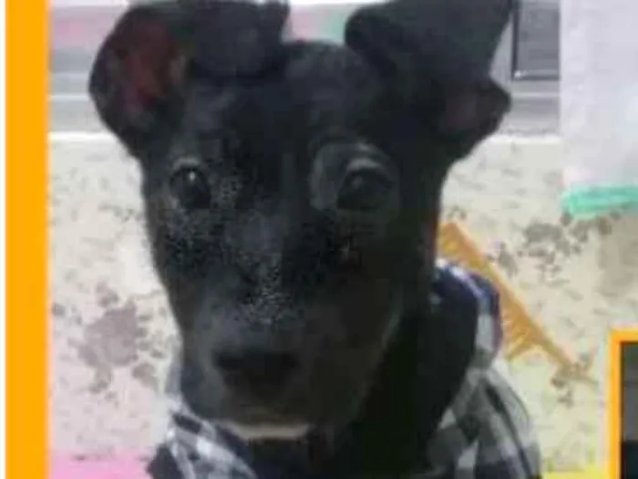 Cachorro ra a  idade 2 a 6 meses nome Frederico Filhote