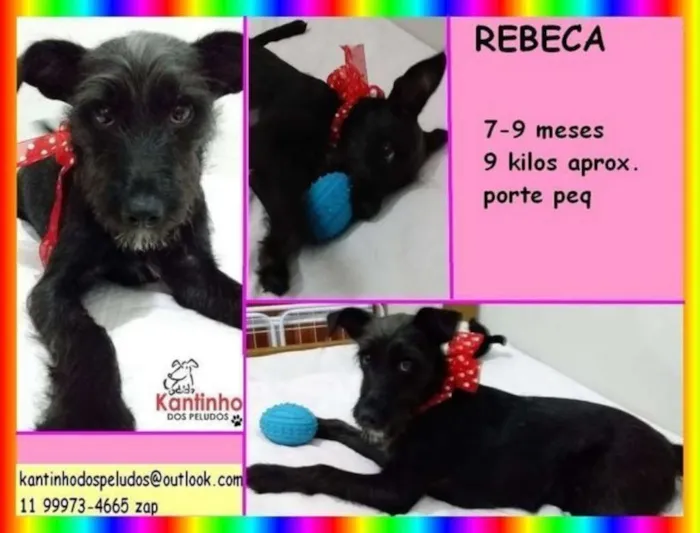 Cachorro ra a  idade 7 a 11 meses nome Rebeca Filhote 
