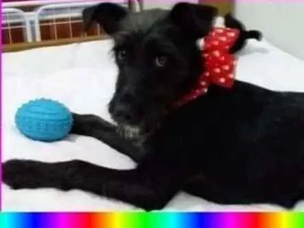 Cachorro ra a  idade 7 a 11 meses nome Rebeca Filhote 
