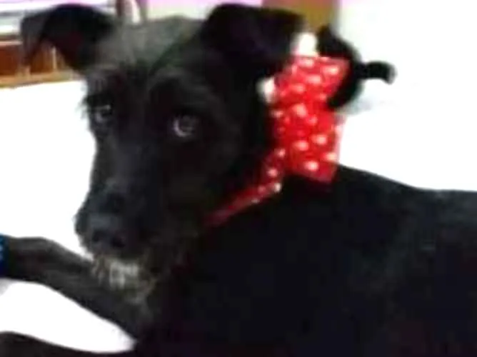 Cachorro ra a  idade 7 a 11 meses nome Rebeca Filhote 
