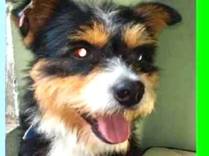 Cachorro ra a  idade 1 ano nome Picasso Pequeno