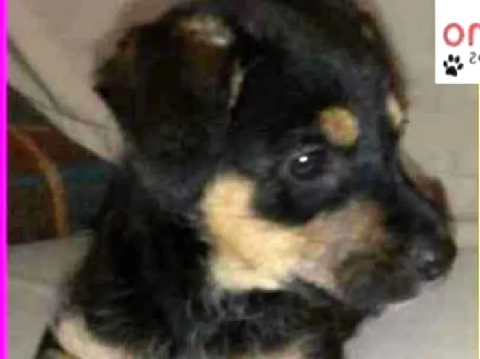 Cachorro ra a  idade 2 a 6 meses nome Amelinha Bebezinha