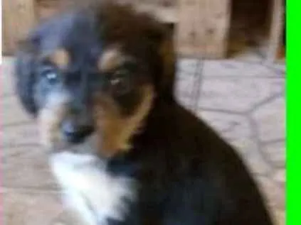 Cachorro ra a  idade 2 a 6 meses nome Ágatha Bebezinha