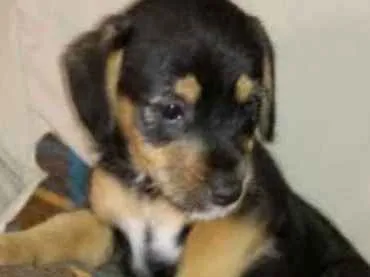 Cachorro ra a  idade 2 a 6 meses nome Alexandra Bebezinha