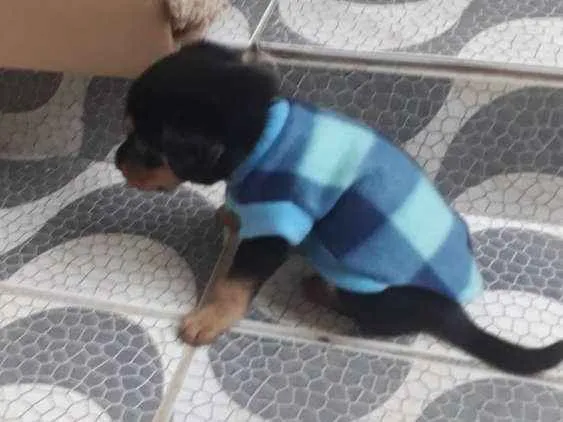 Cachorro ra a Vira lata idade 2 a 6 meses nome Nina