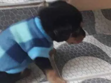 Cachorro ra a Vira lata idade 2 a 6 meses nome Nina