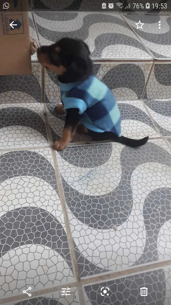 Cachorro ra a Vira lata idade 2 a 6 meses nome Nina