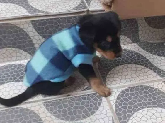 Cachorro ra a Vira lata idade 2 a 6 meses nome Nina