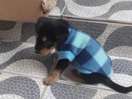 Cachorro ra a Vira lata idade 2 a 6 meses nome Nina