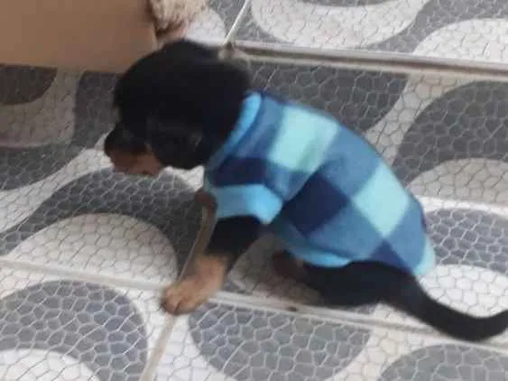 Cachorro ra a Vira lata idade 2 a 6 meses nome Nina
