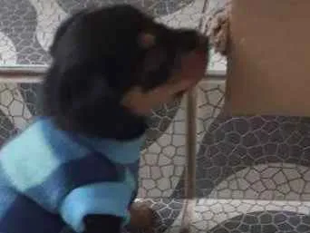 Cachorro ra a Vira lata idade 2 a 6 meses nome Nina