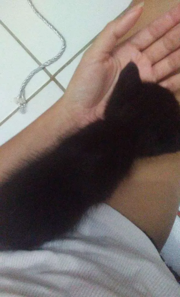 Gato ra a  idade Abaixo de 2 meses nome Peludinhos
