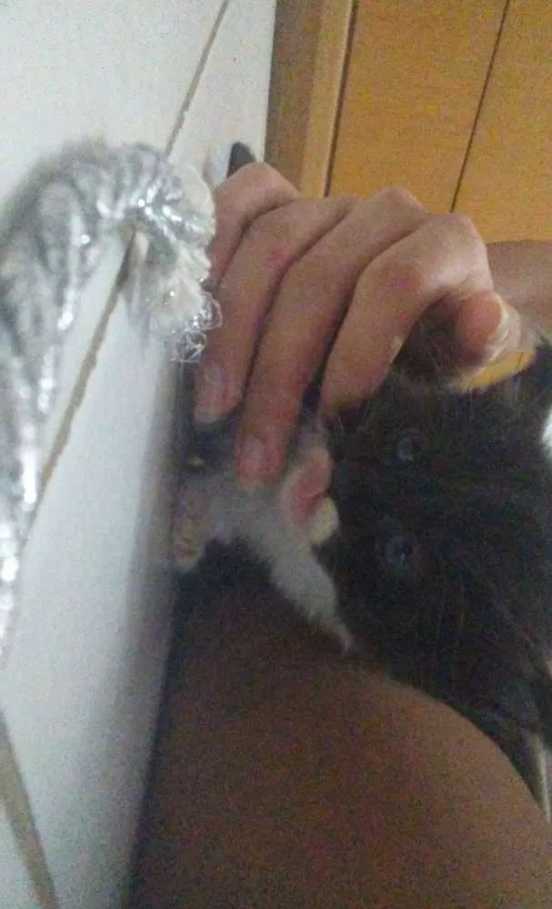 Gato ra a  idade Abaixo de 2 meses nome Peludinhos