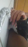 Peludinhos