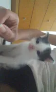 Peludinhos