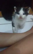 Peludinhos