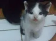 Peludinhos