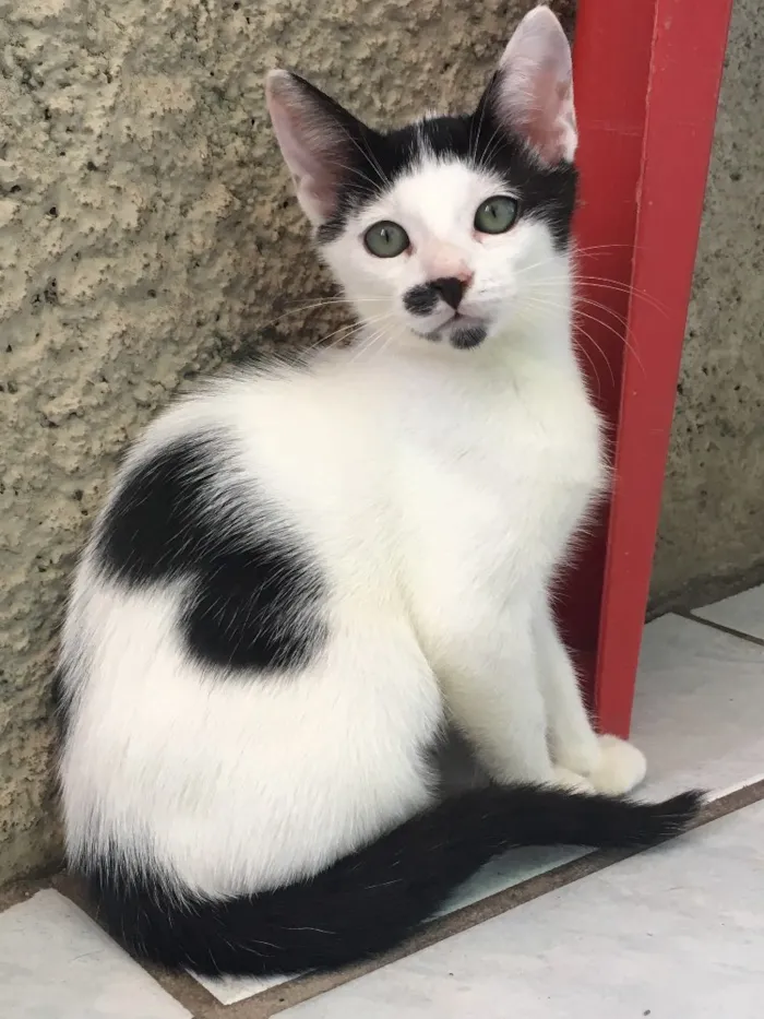 Gato ra a SRD idade 2 a 6 meses nome Guga