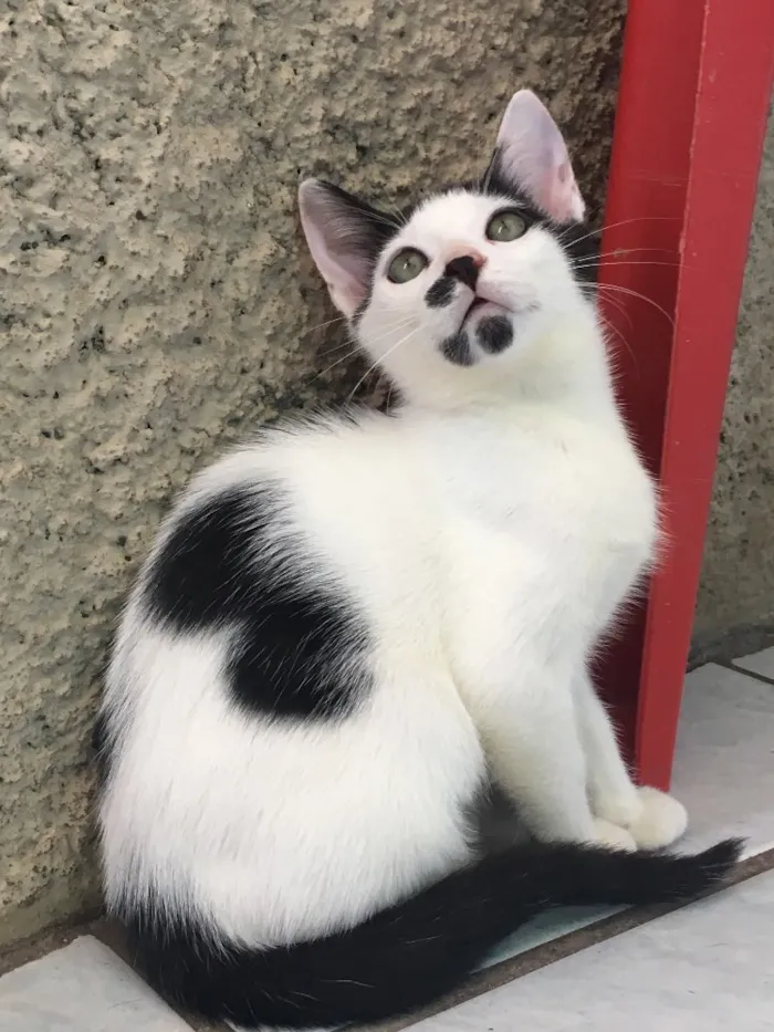 Gato ra a SRD idade 2 a 6 meses nome Guga
