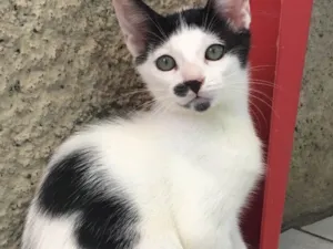 Gato raça SRD idade 2 a 6 meses nome Guga