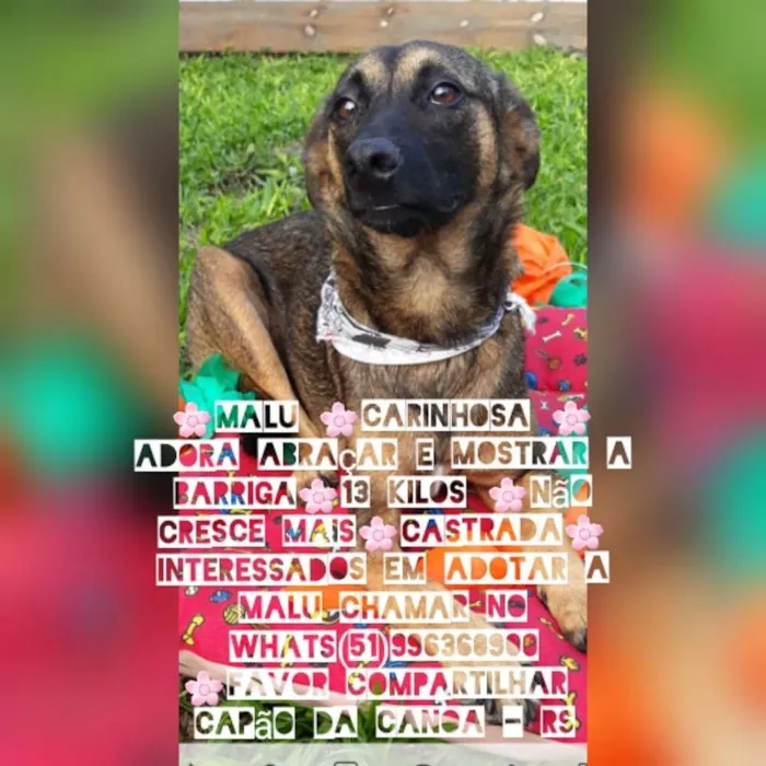Cachorro ra a Sem raça definida  idade 2 anos nome Malu