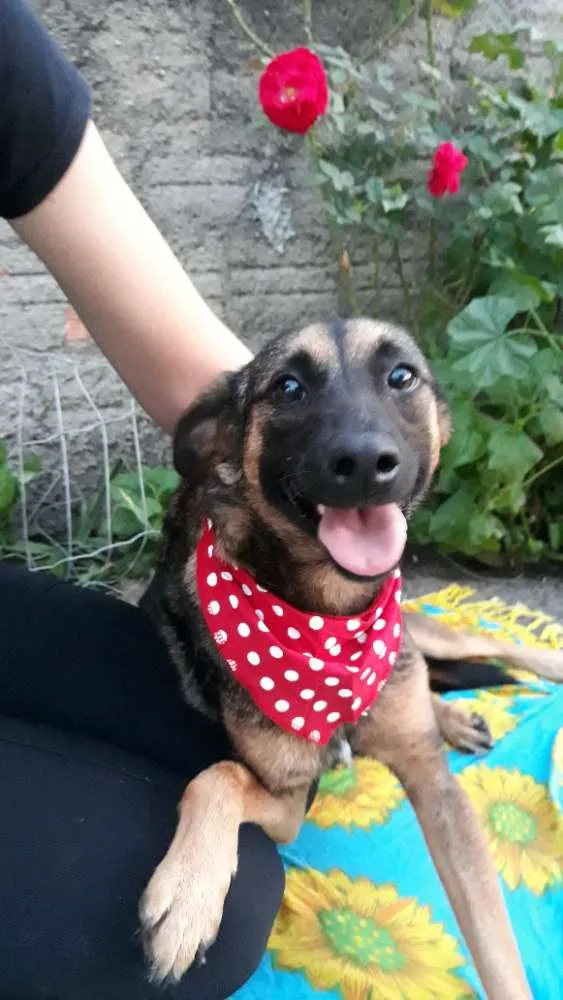 Cachorro ra a Sem raça definida  idade 2 anos nome Malu