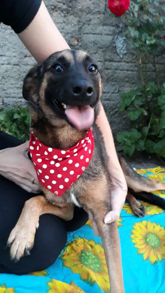 Cachorro ra a Sem raça definida  idade 2 anos nome Malu