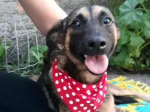 Cachorro raça Sem raça definida  idade 2 anos nome Malu